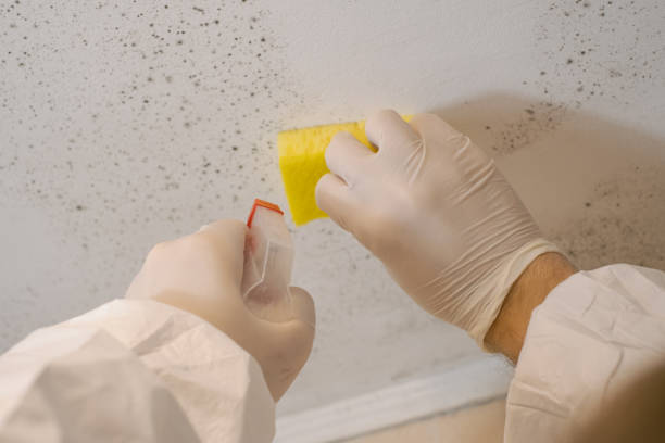 Best Emergency Mold Remediation  in Marfa, TX