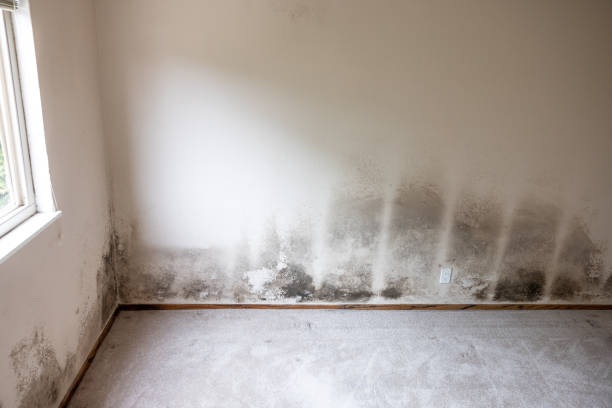 Best Commercial Mold Inspection  in Marfa, TX